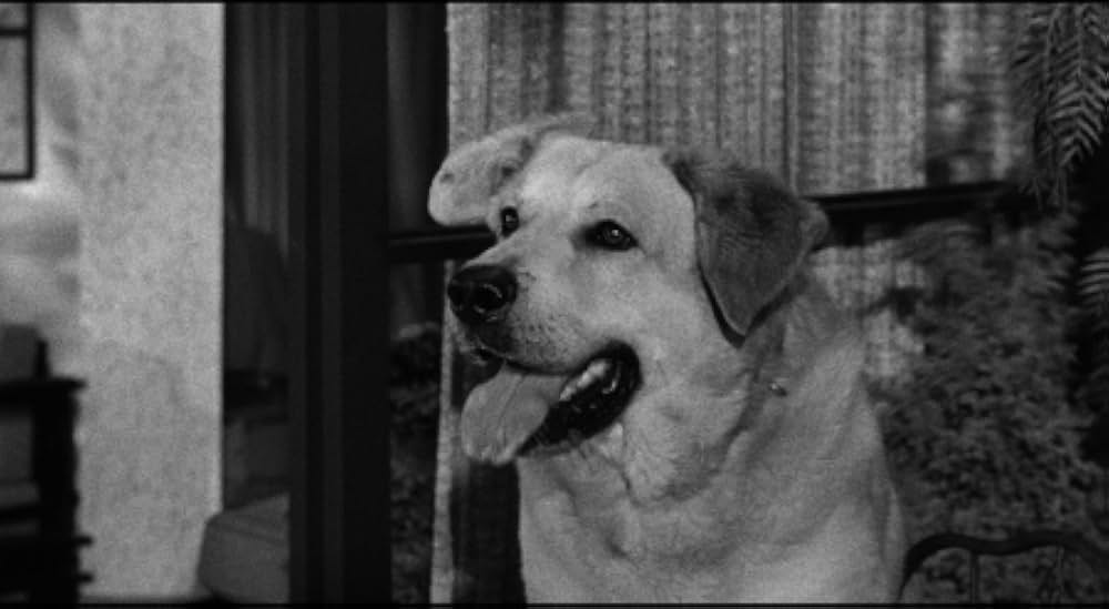 海獣の霊を呼ぶ女／怪物の女性の画像