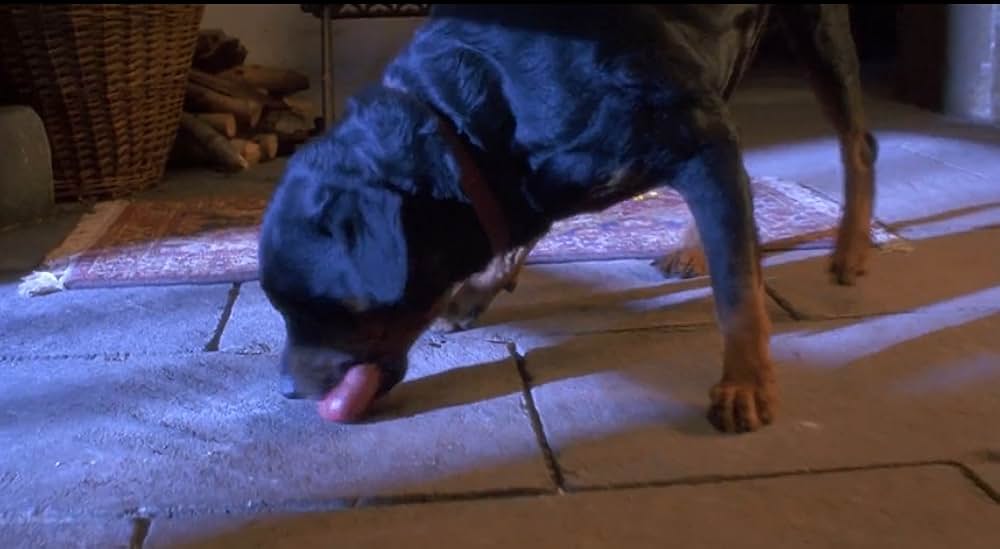 スノーホワイトの画像