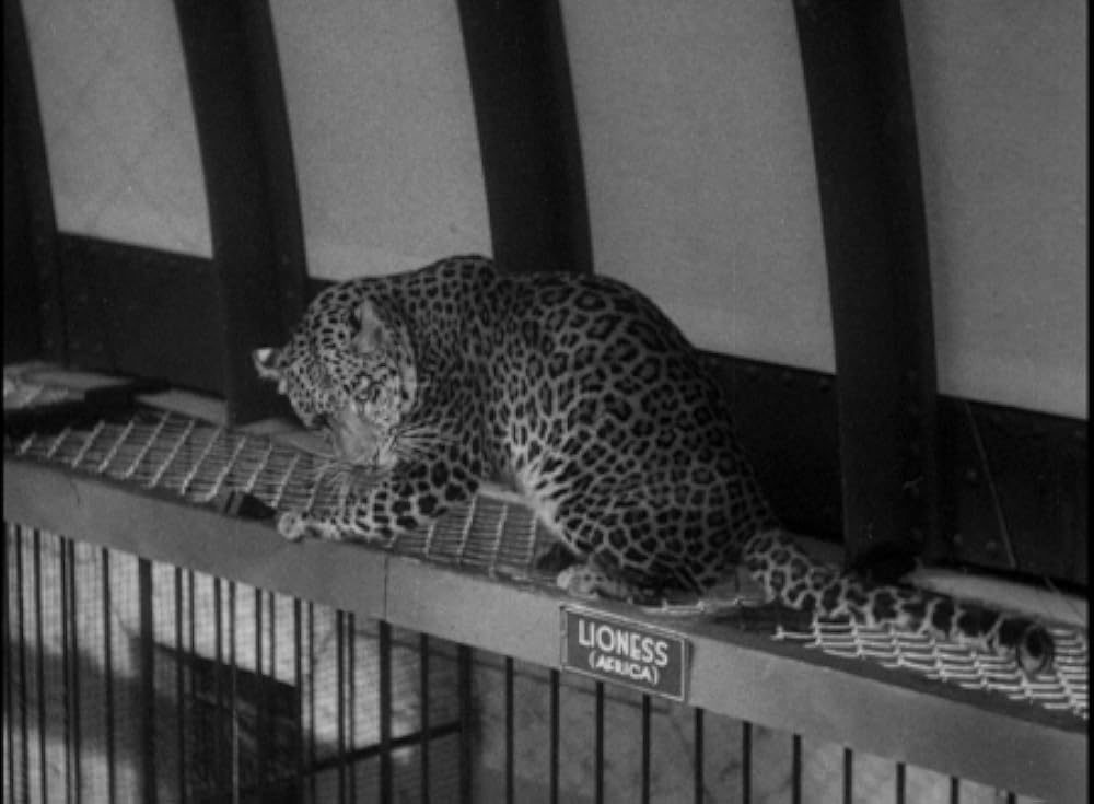 動物園の殺人の画像