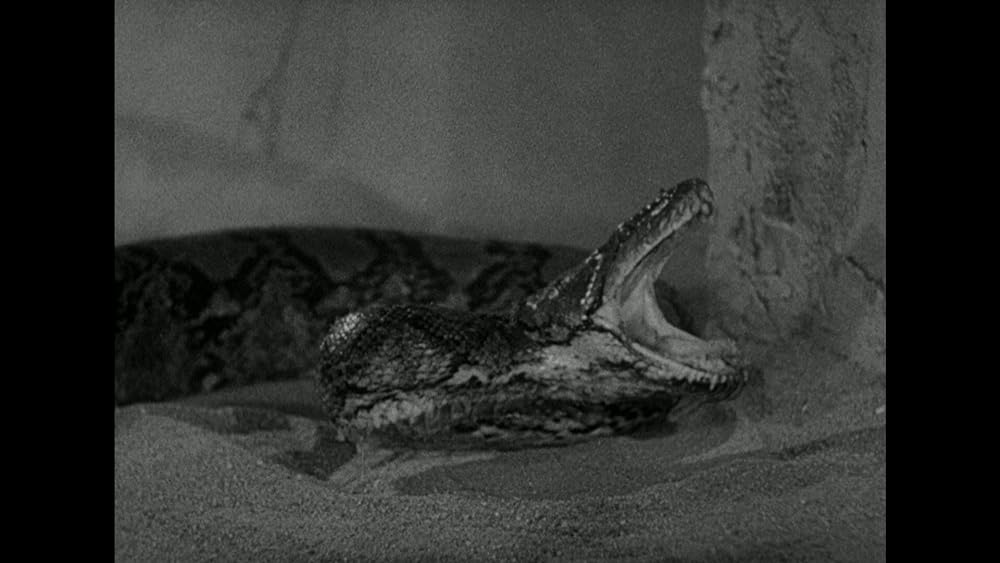 動物園の殺人の画像