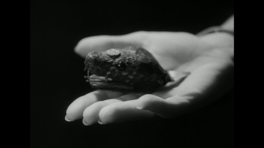 動物園の殺人の画像