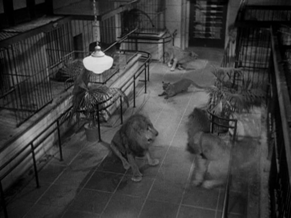 動物園の殺人の画像