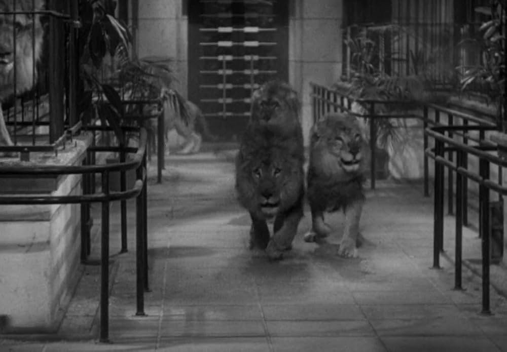 動物園の殺人の画像