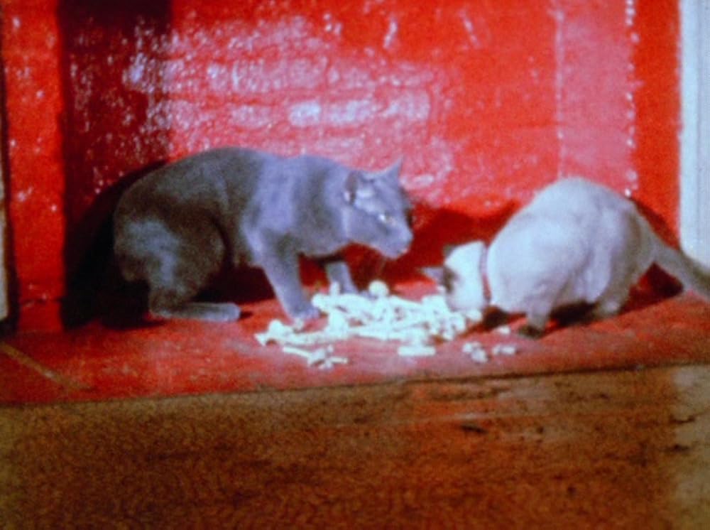 スコピオ・ライジングの画像