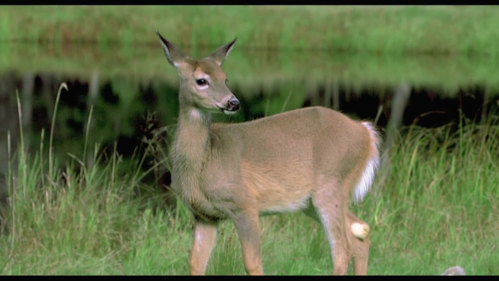 ラブ・ウィッチの画像