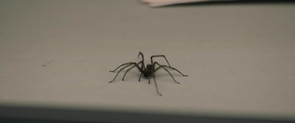 コブウェブの画像