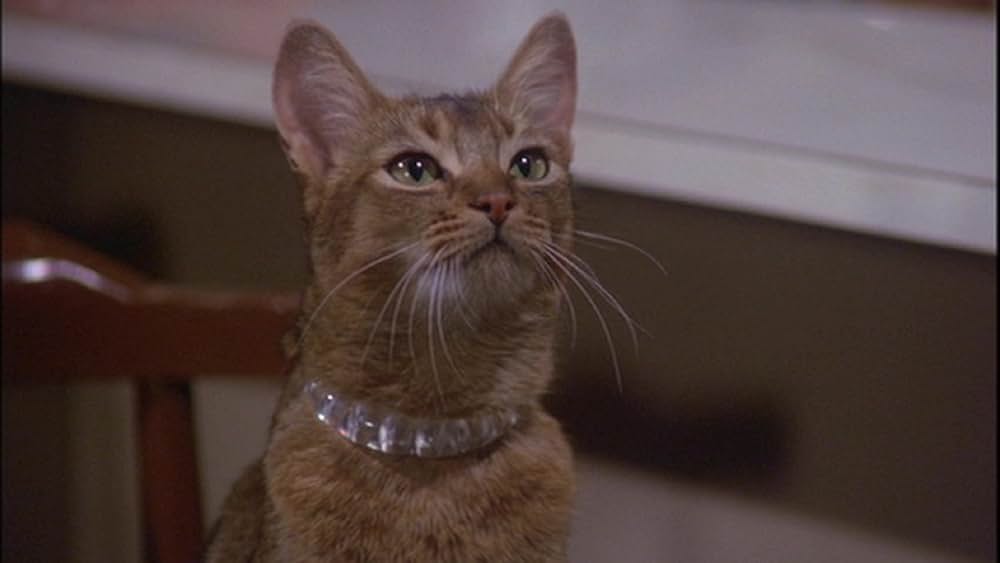 スペースキャットの画像