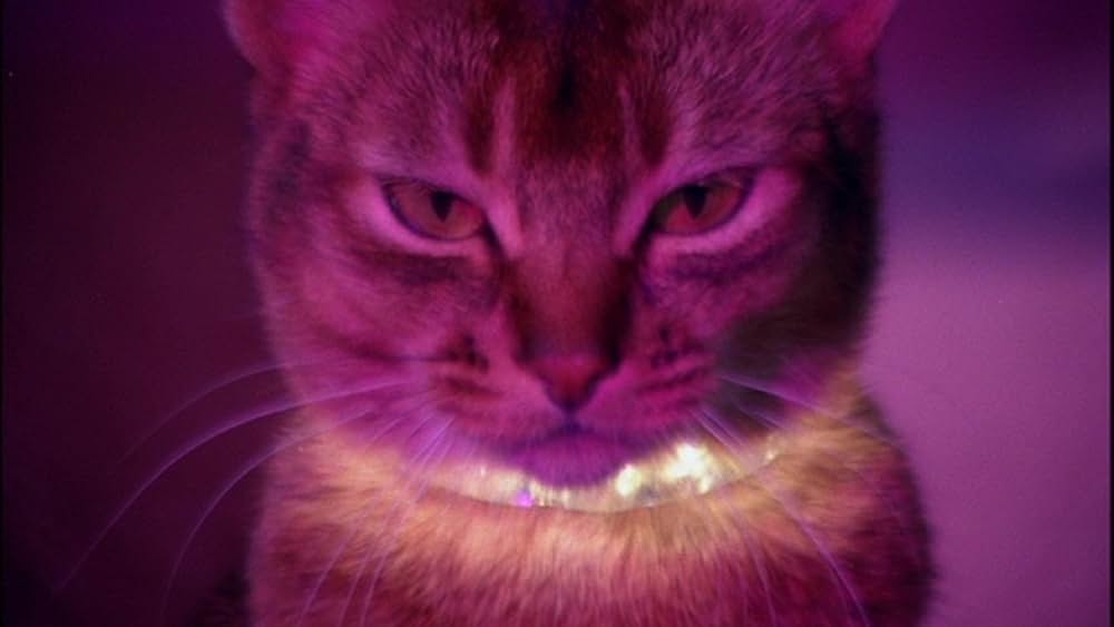 スペースキャットの画像