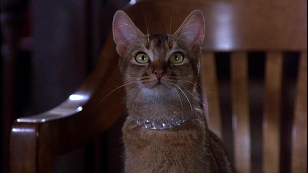 スペースキャットの画像