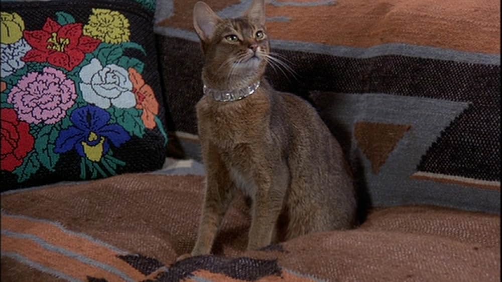 スペースキャットの画像