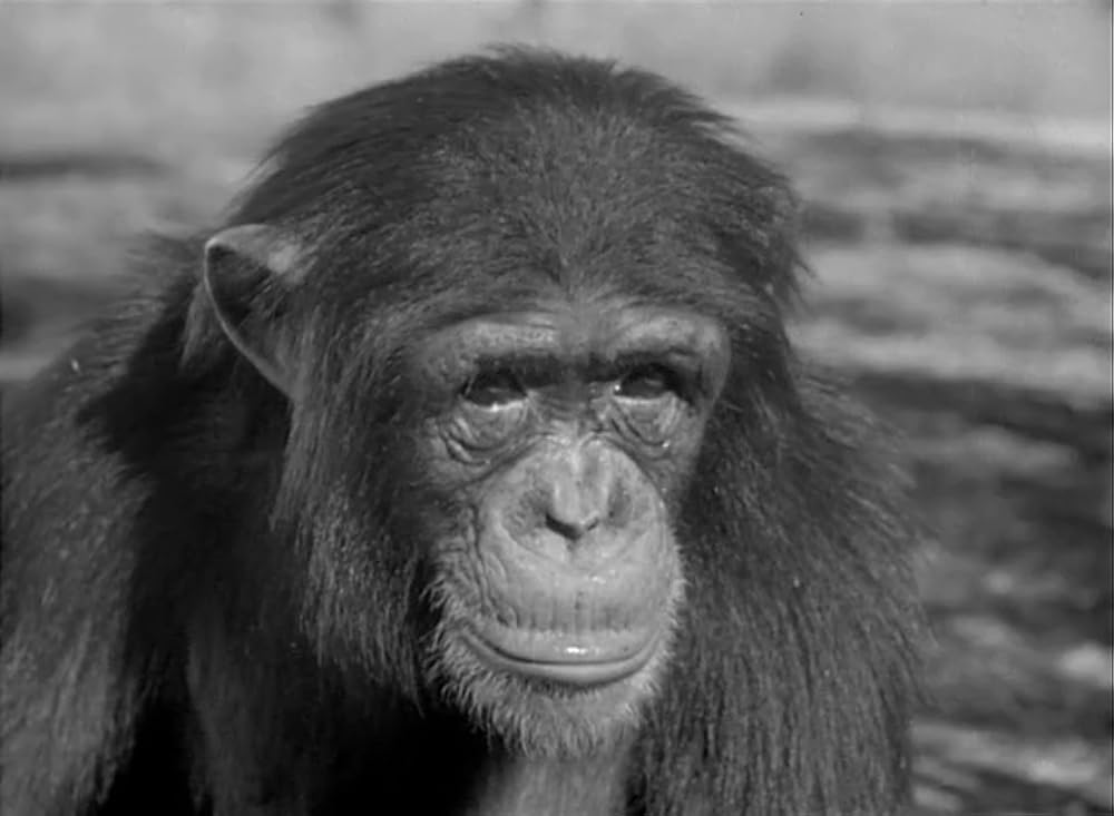 ターザンの逆襲の画像