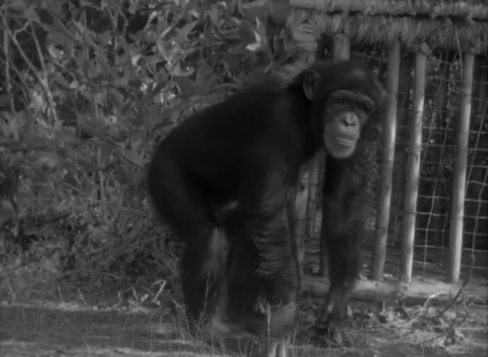 ターザンの逆襲の画像