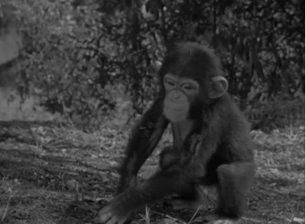 ターザンの逆襲の画像