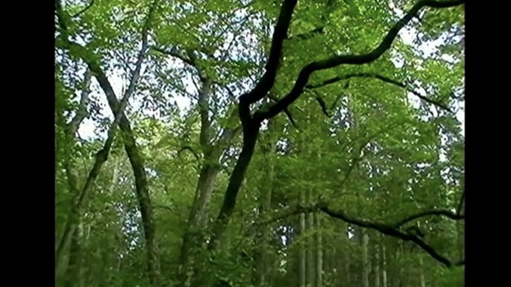 THE LAST BROADCAST ジャージー・デビル・プロジェクトの画像