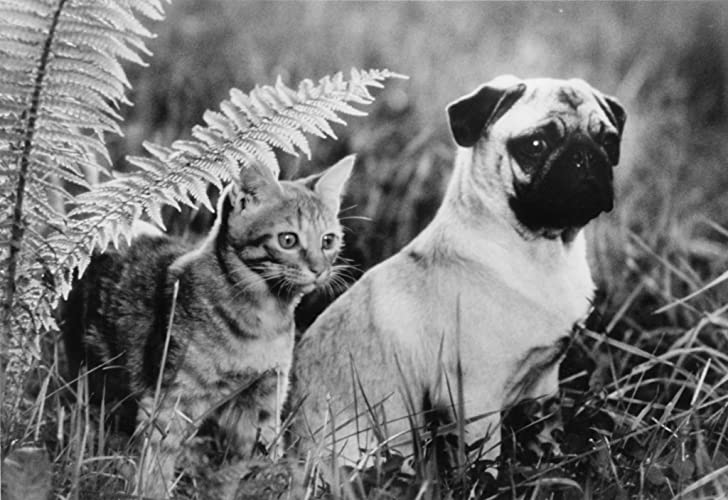 子猫物語の画像