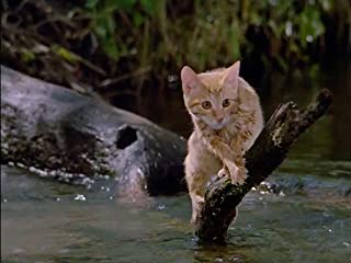 子猫物語の画像