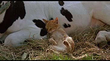 子猫物語の画像