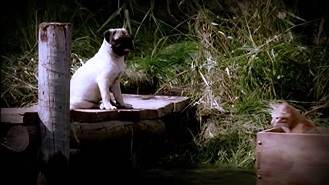 子猫物語の画像