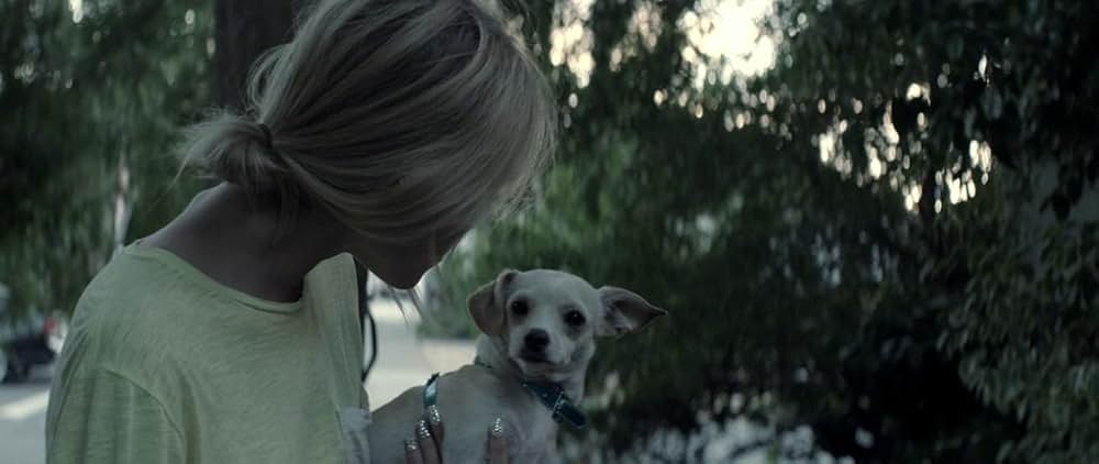 スターレット／チワワは見ていた ポルノ女優と未亡人の秘密の画像