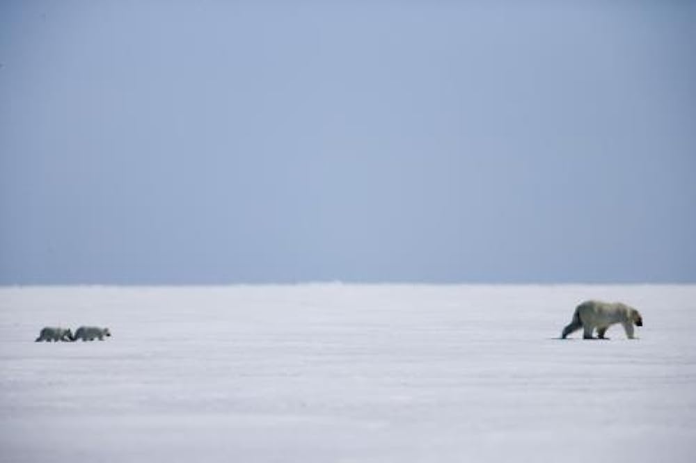 北極のナヌーの画像