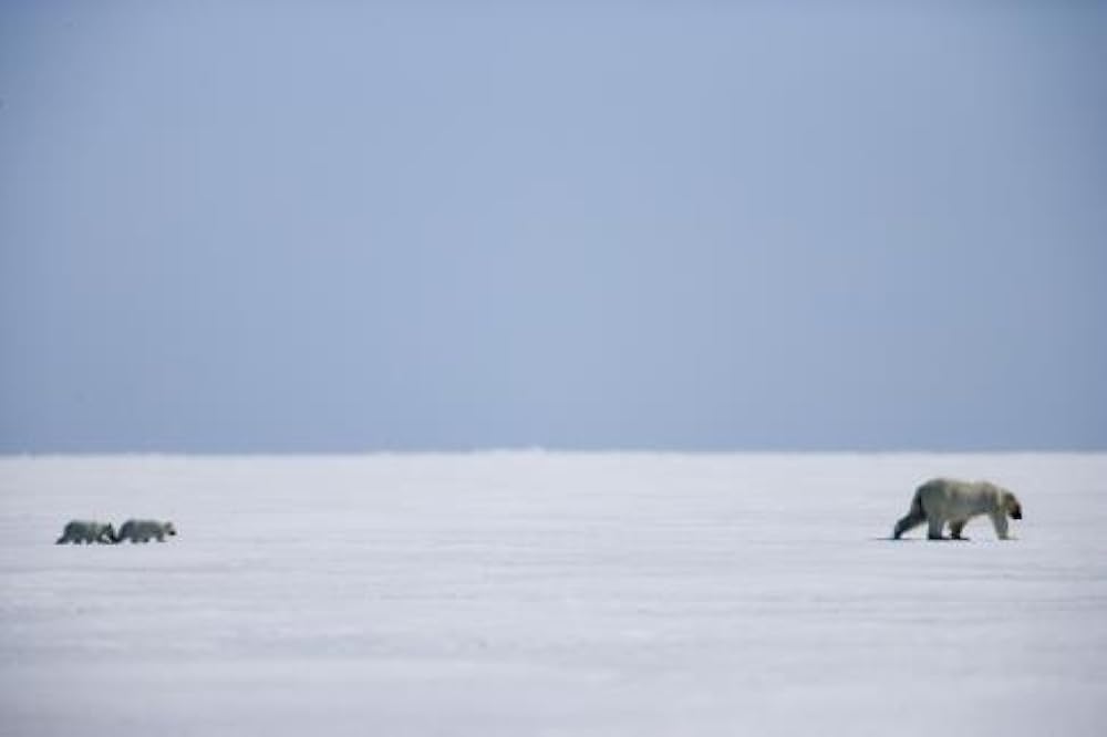 北極のナヌーの画像