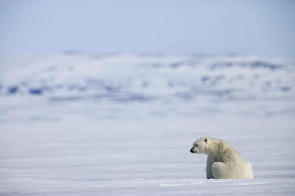北極のナヌーの画像