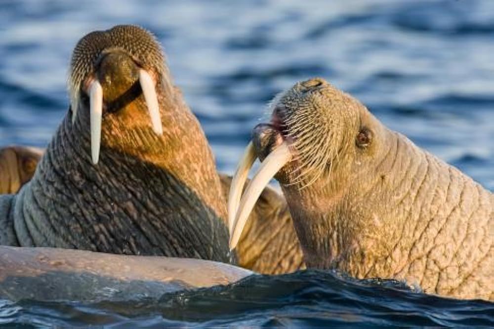 北極のナヌーの画像