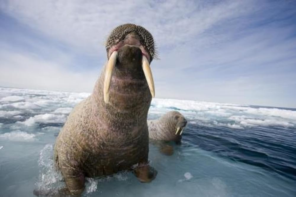 北極のナヌーの画像