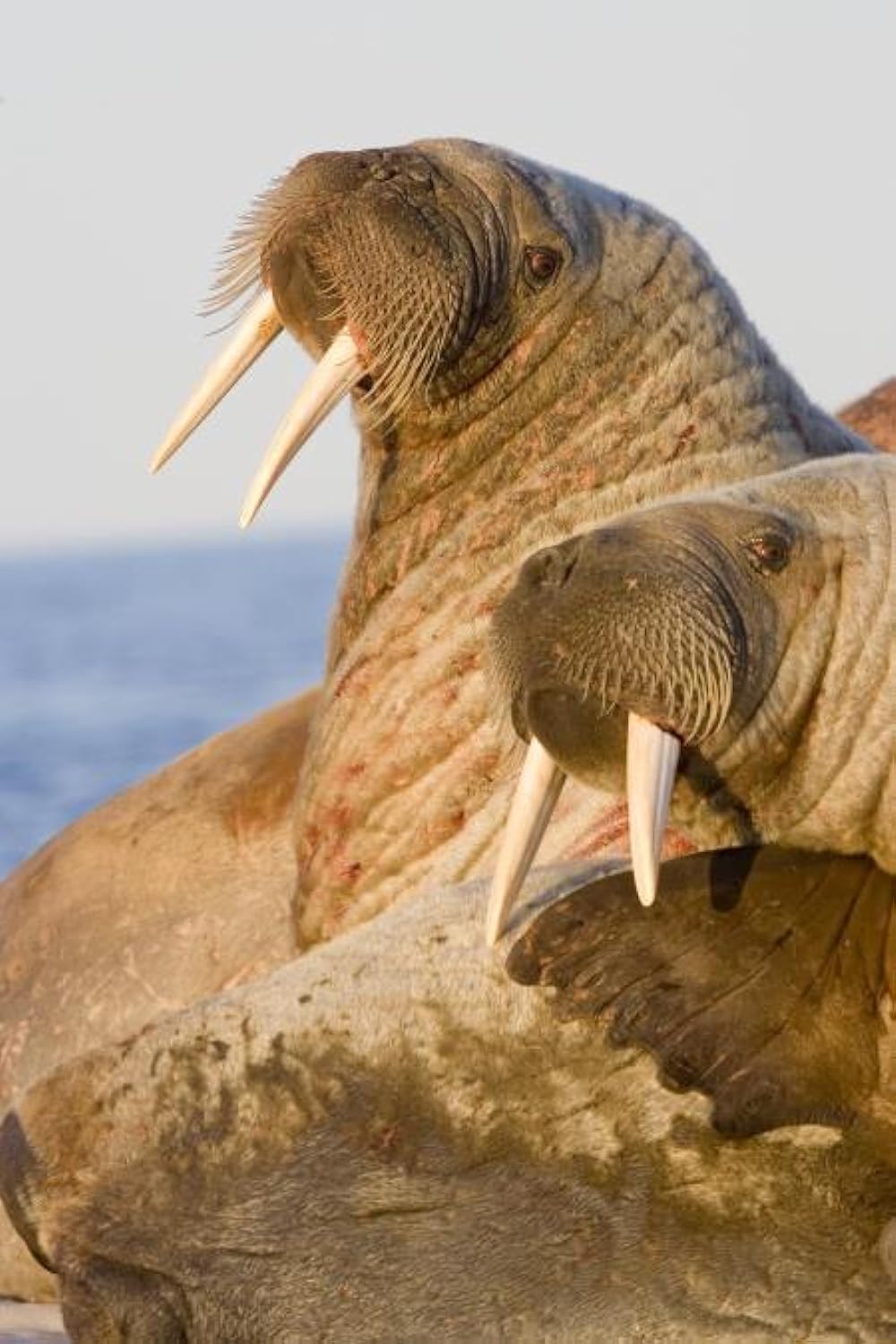 北極のナヌーの画像