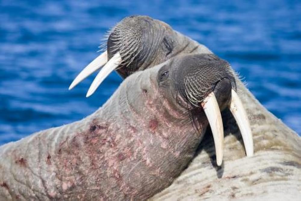 北極のナヌーの画像