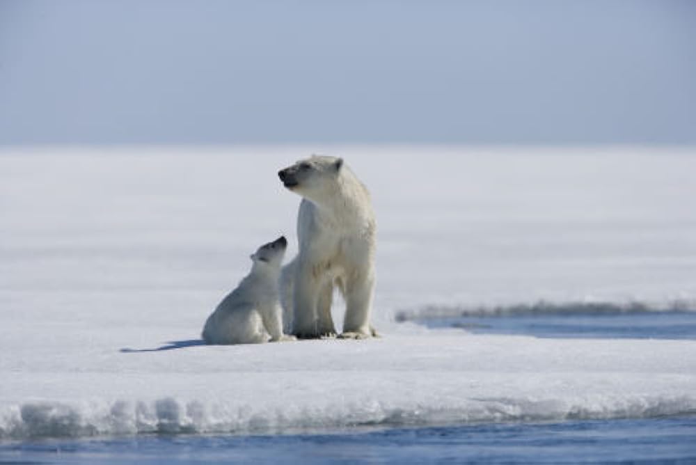 北極のナヌーの画像