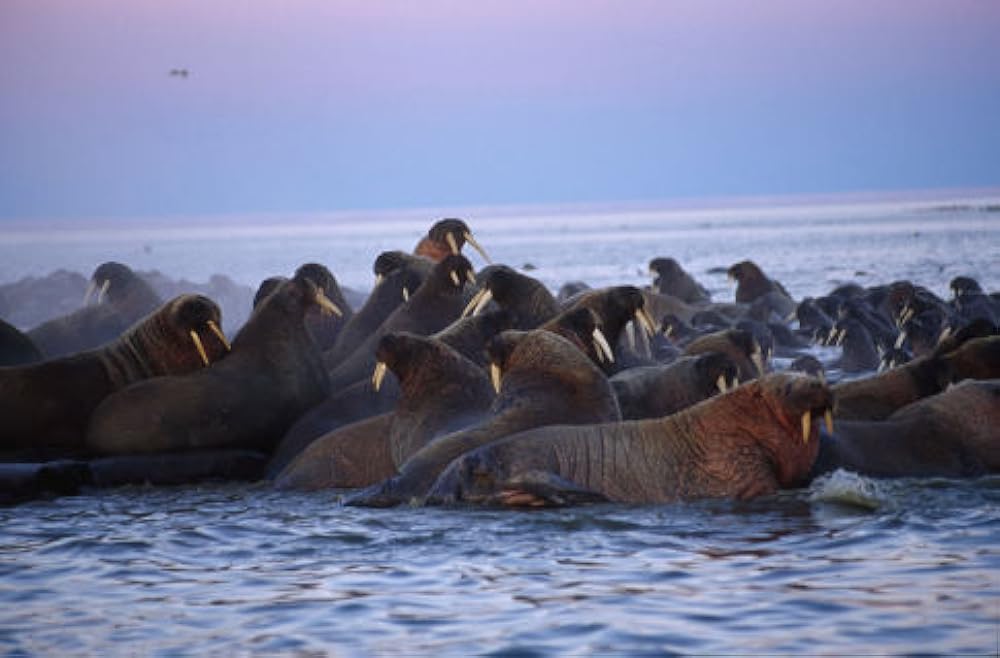 北極のナヌーの画像