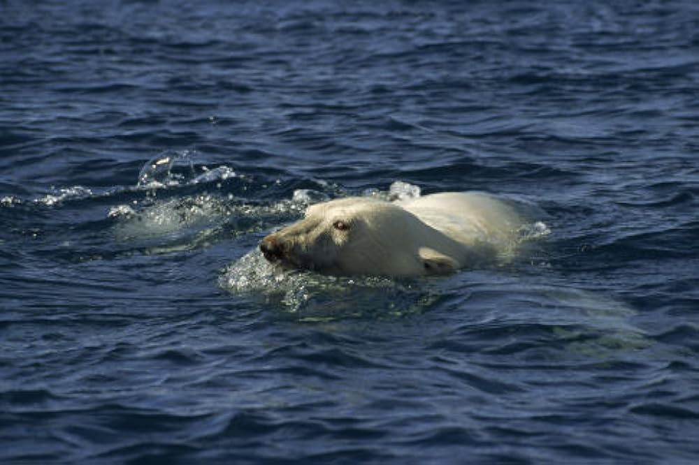 北極のナヌーの画像