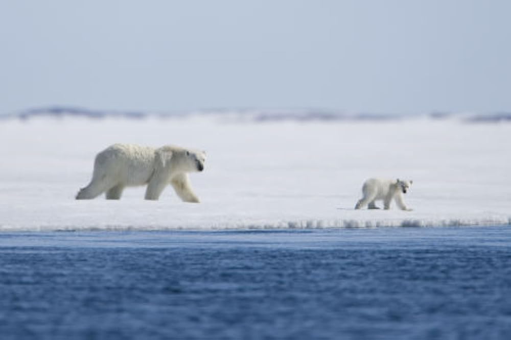 北極のナヌーの画像
