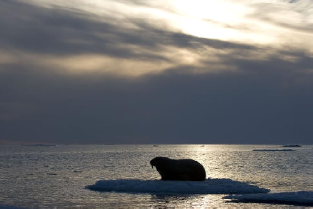 北極のナヌーの画像