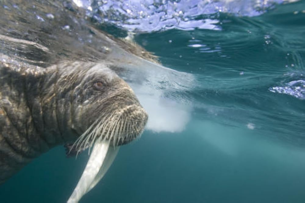 北極のナヌーの画像