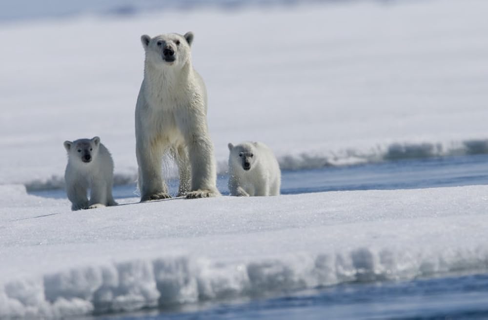 北極のナヌーの画像
