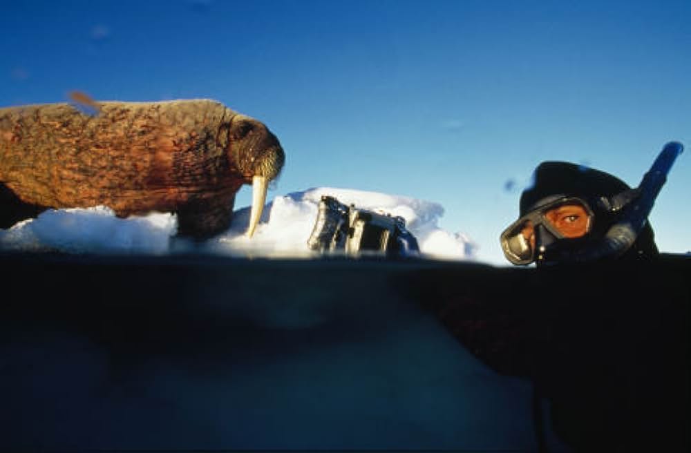 北極のナヌーの画像