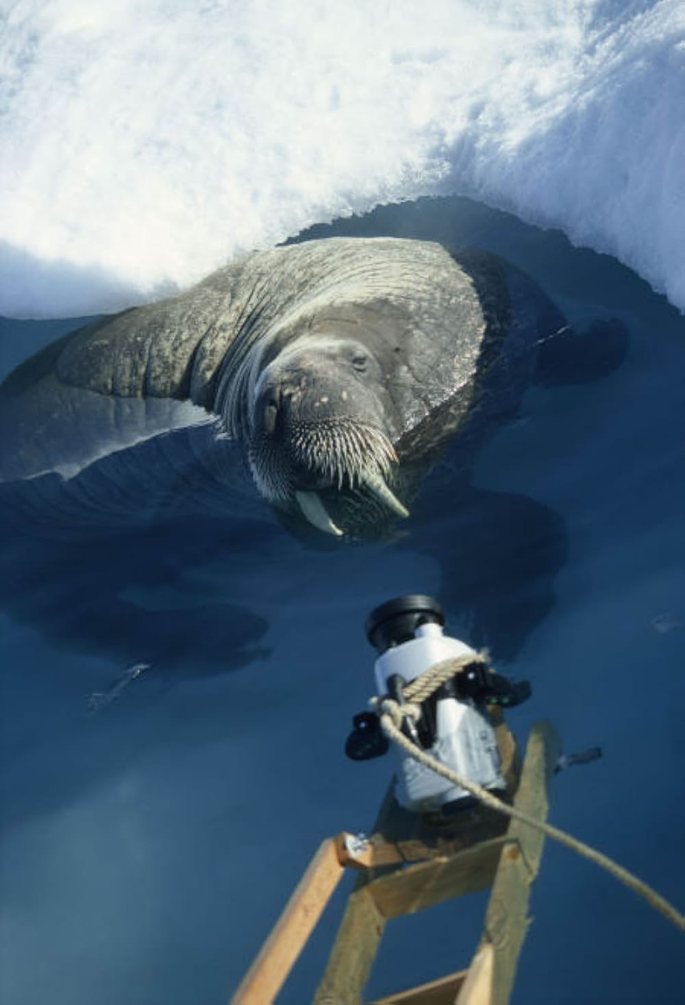 北極のナヌーの画像