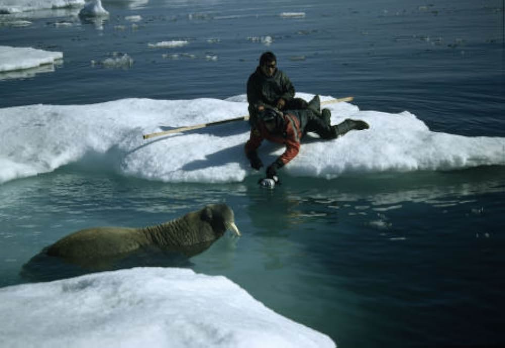 北極のナヌーの画像