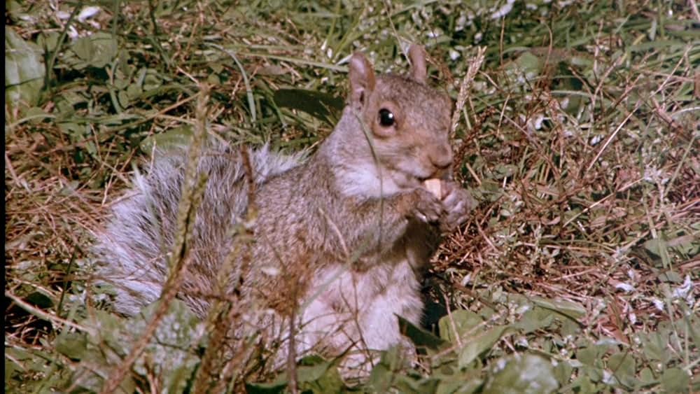 悪魔の毒々ハイスクール2 ヒューマノイド・パニックの画像