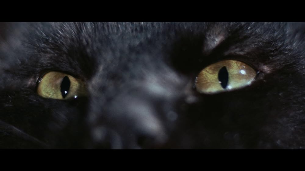 怪猫トルコ風呂の画像