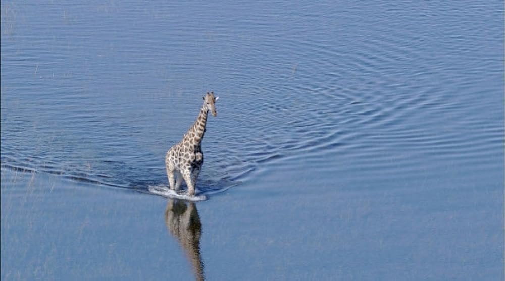 「アース」の画像