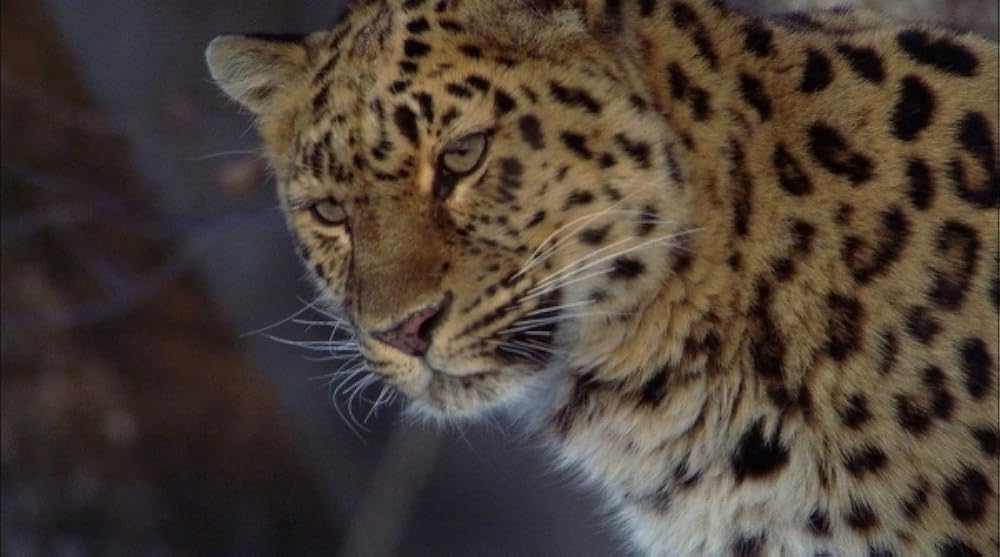 「アース」の画像