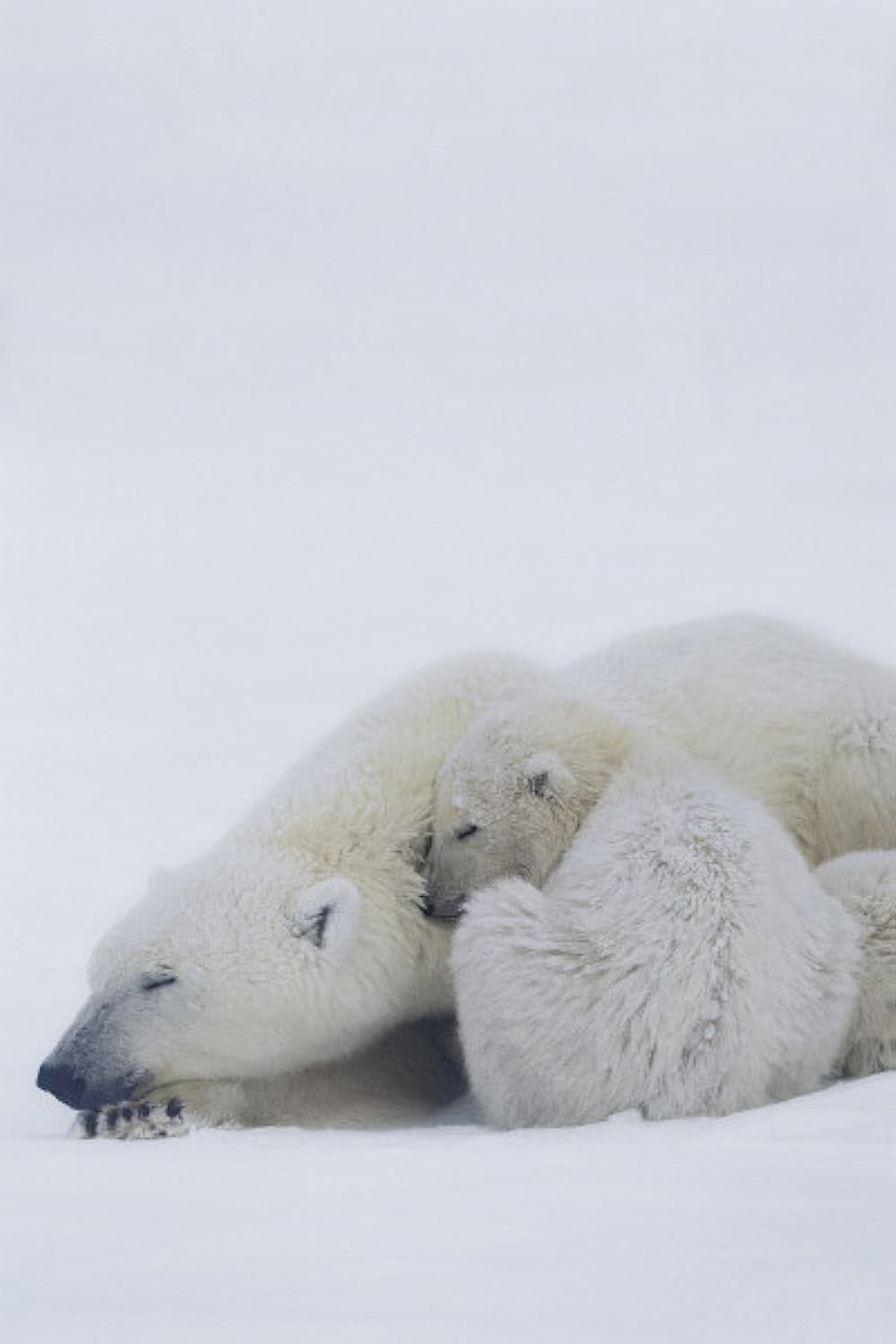 「アース」の画像