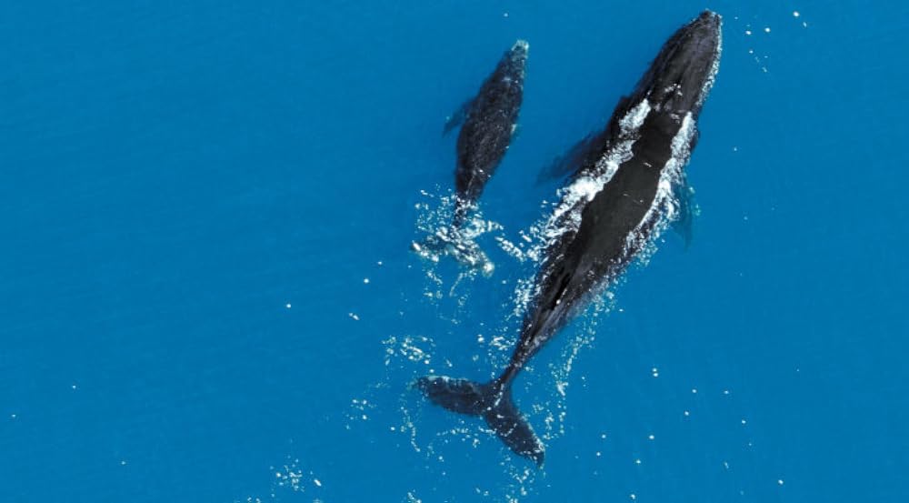 「アース」の画像