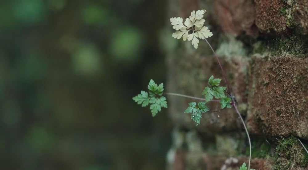 エンバース（原題）の画像