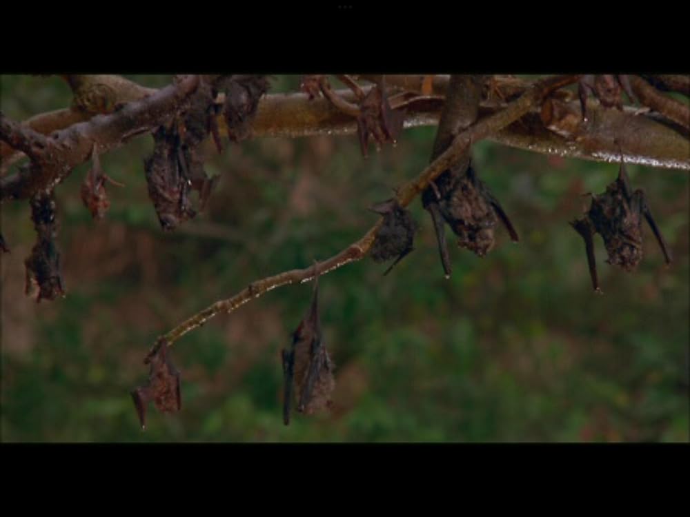 霊幻道士5／ベビーキョンシー対空飛ぶドラキュラ！の画像