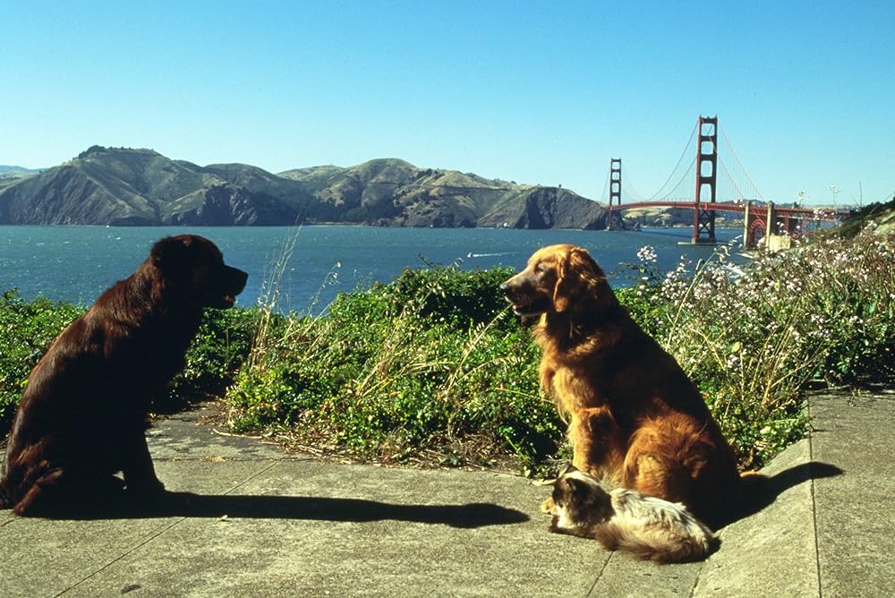 「奇跡の旅2／サンフランシスコの大冒険」サリー・フィールド & シンバッド & ラルフ・ウェイトの画像