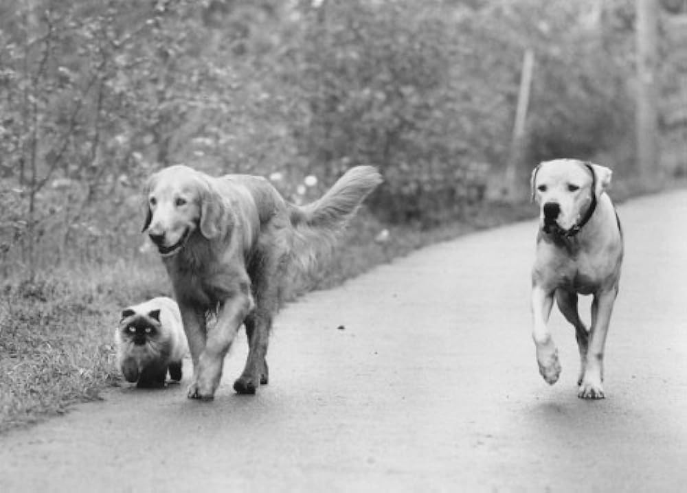 奇跡の旅2／サンフランシスコの大冒険の画像